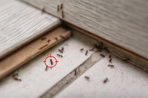 Trusted Roland, AR Pest Control Experts