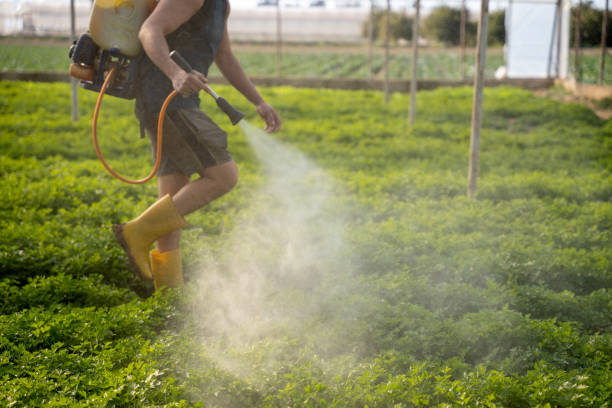 Best Wasp Removal Services  in Roland, AR